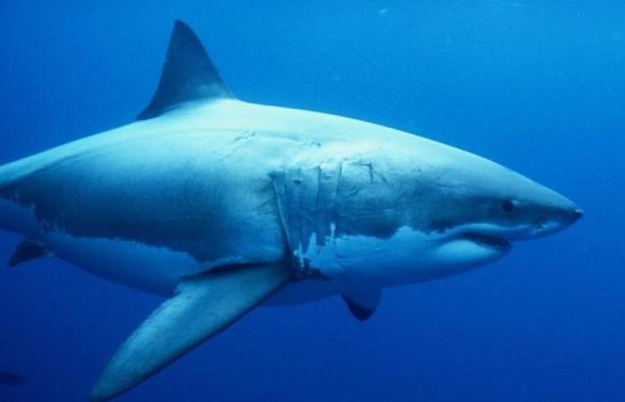 man killed by shark near Great Barrier Reef