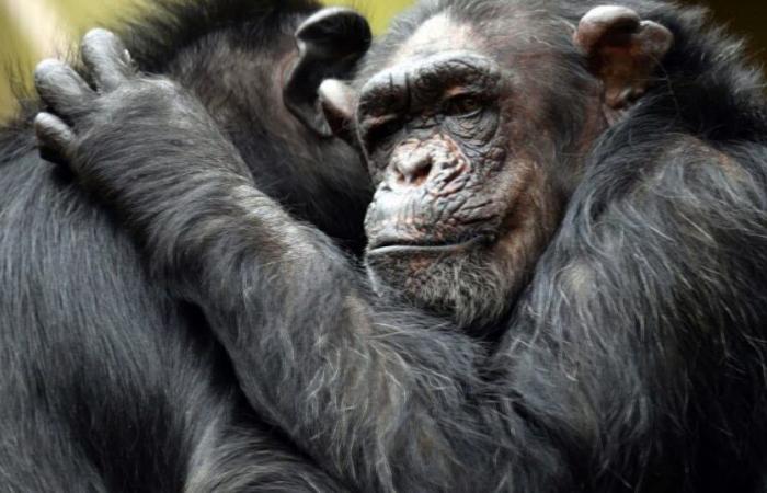 Cameroon. In a refuge sanctuary, chimpanzees are protected from human threats