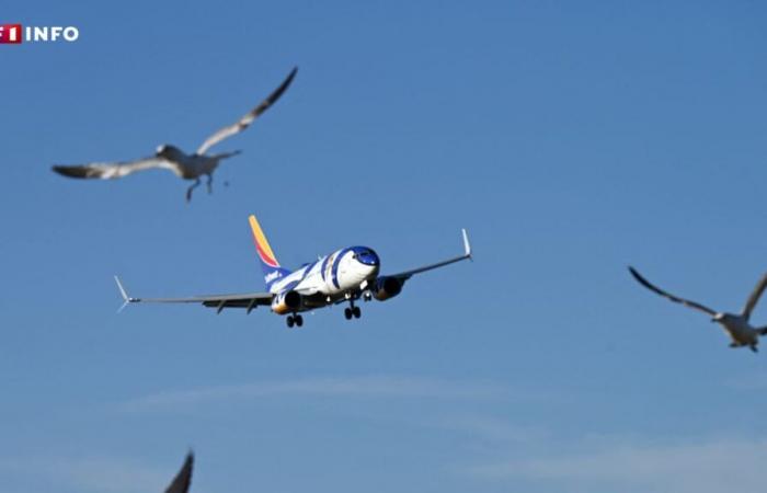 Air crash in South Korea: collisions with birds, a risk of major incident for planes