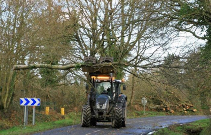 Maintenance of hedges on municipal roads, tailor-made in Orne