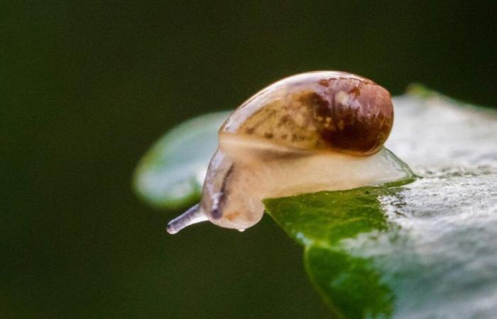 Tiny endangered snails reintroduced to deserted Portuguese island