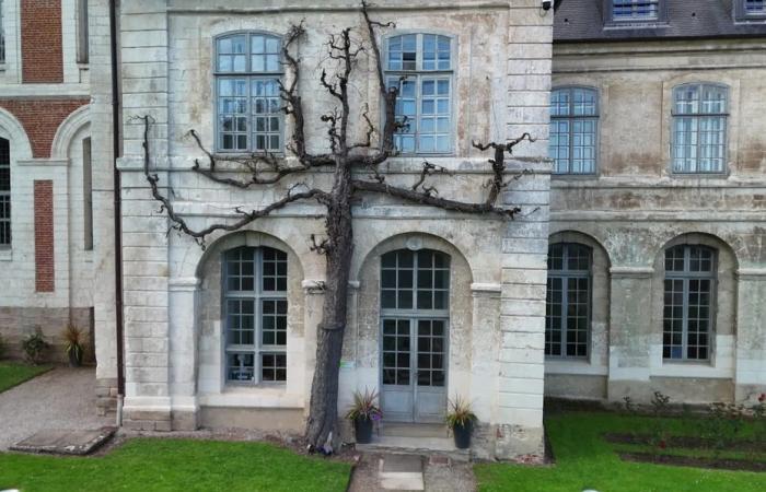 the pear tree of Valloires Abbey, a story of a remarkable tree, of Cuisse-Madame and of the kings of England