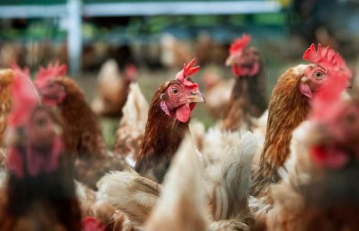 an outbreak of “highly pathogenic” avian flu discovered at La Poterie-Mathieu