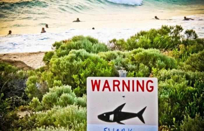 man killed by shark at great barrier reef