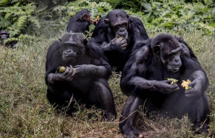 Sanctuary shelter cares for endangered chimpanzees in Cameroon