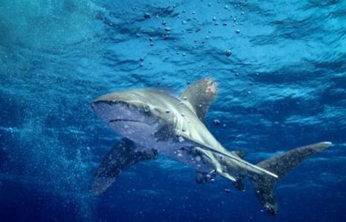 Tourist killed by shark in Egypt while swimming in the Red Sea