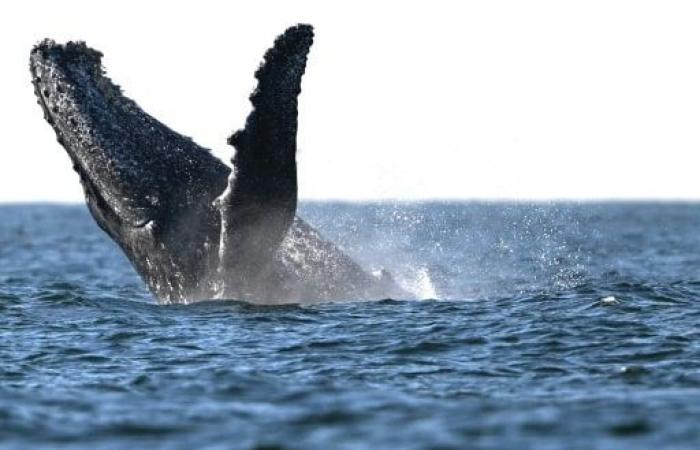 In Reunion, police and scientists work to protect whales