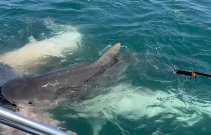 Fisherman killed by shark in Great Barrier Reef