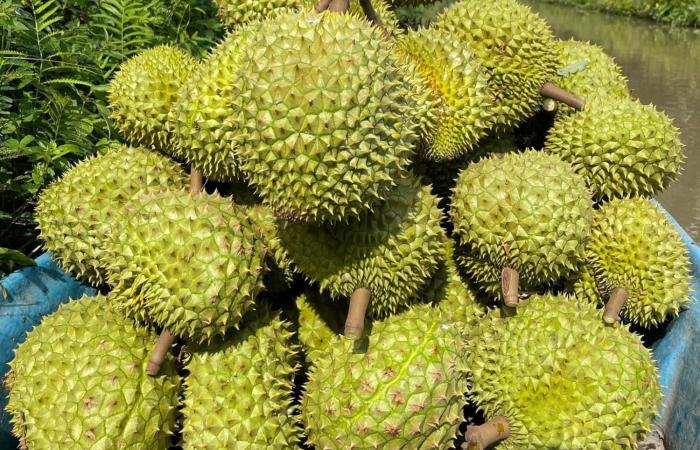 Urgent warning about fraudulent behavior in durian exports to China