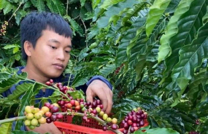 Coffee price forecast for tomorrow, December 30, 12, cannot yet recover