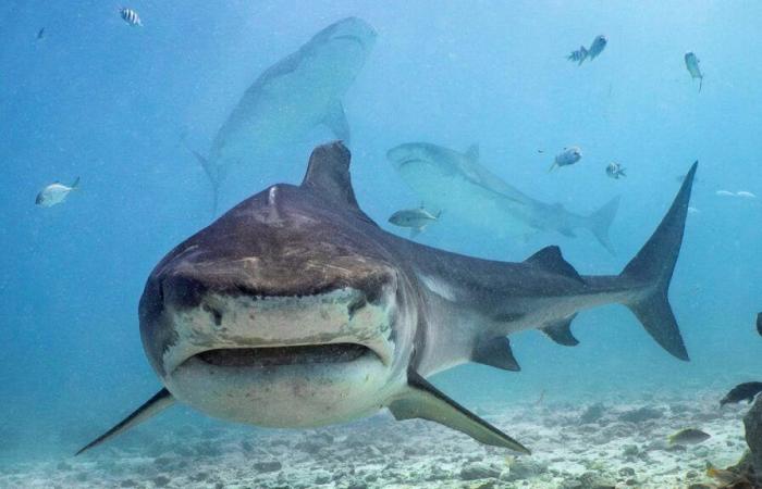 Tourist killed by shark in Red Sea