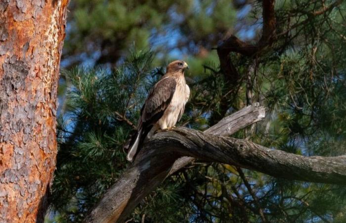 Two new nesting species of raptors spotted in Seine-et-Marne: “Good news for biodiversity”