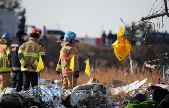 Bird strike likely cause of fatal South Korea plane crash. What is it? | World News