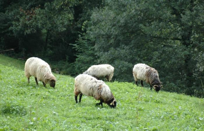 5 surprising educational farms to visit this winter in Ariège