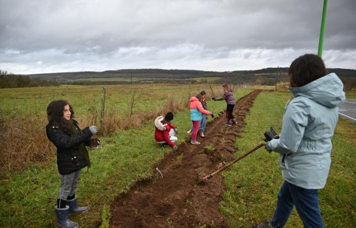 Sensibilis’haie takes root in Saint-Loup-sur-Aujon