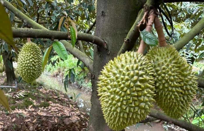 Urgent warning about fraudulent behavior in durian exports to China