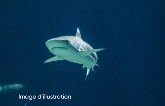 Man bitten on neck by shark in Australia dies of injuries: ‘He was fishing with family members’