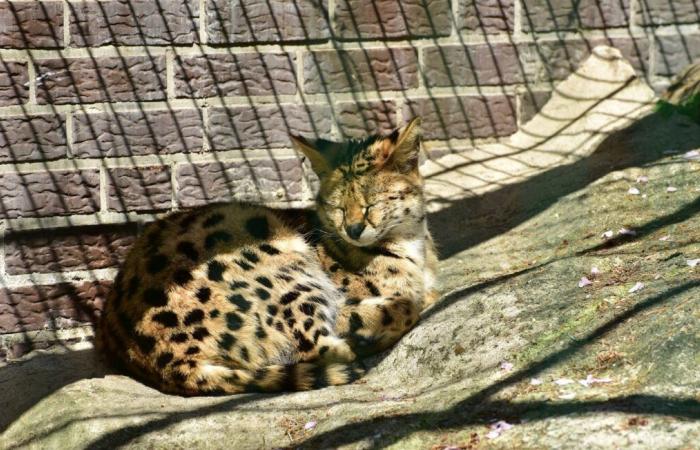 Twenty big cats contract bird flu and die in shelter