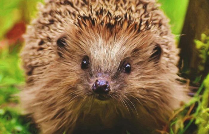 Vampire hedgehog, pirate spider, semi-aquatic mouse… 4 strange species discovered in 2024