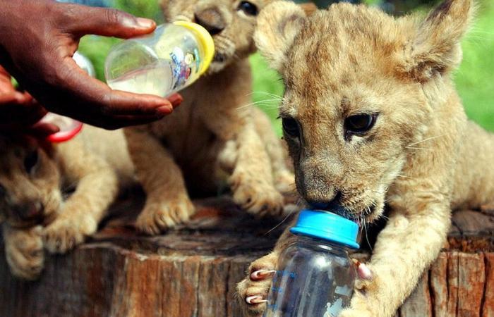 United Kingdom: birth of 3 North African lion cubs