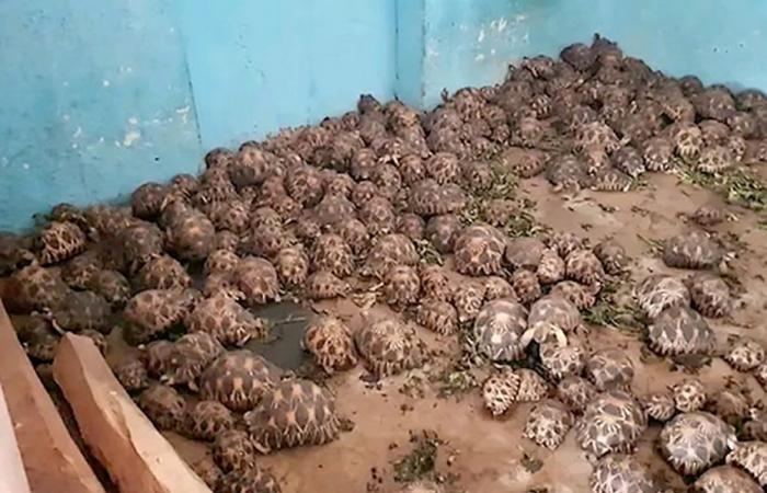 Tanzanian arrested in possession of 800 turtles