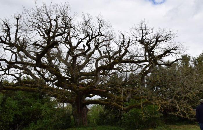 Remarkable trees of Haute-Garonne: The oldest oak is said to be 550 years old, in Lauragais