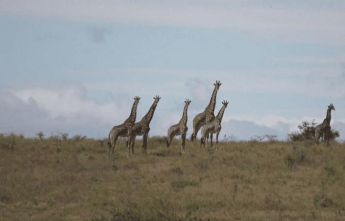 walking safaris, a hike as close as possible to the savannah