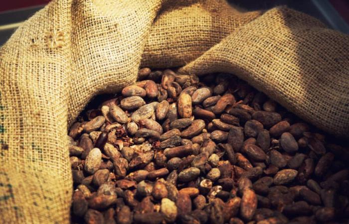 Alternatives to cocoa to address supply fears