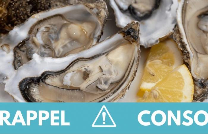 These oysters are the subject of a recall throughout France: what you need to know