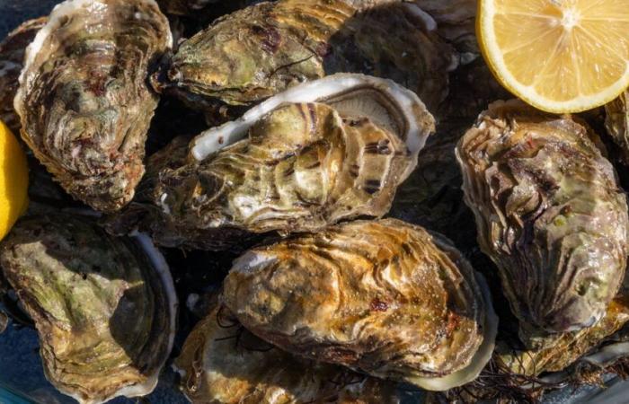 Oysters from Lidl and organic salmon recalled throughout France – Libération