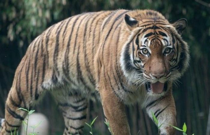 United States: twenty big cats die after contracting avian flu – LINFO.re