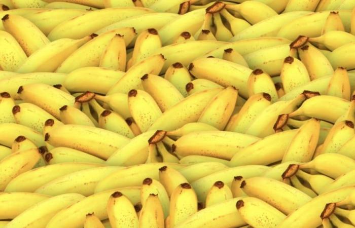 Nearly 3.5 tonnes of cocaine seized in a shipment of bananas in Portugal