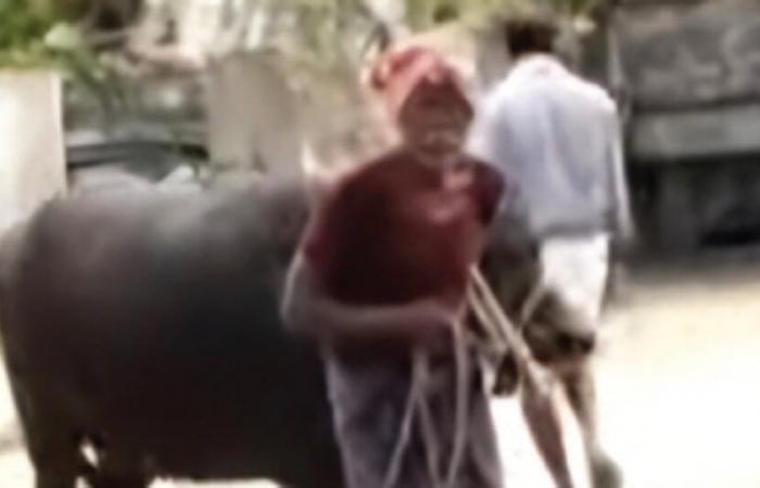 Karnataka, Andhra Pradesh villagers clash over buffalo; want DNA test done