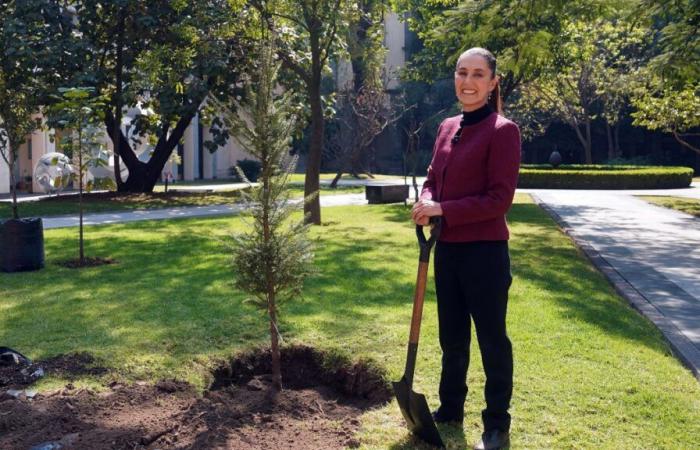 Claudia Sheinbaum closes 2024 by planting a tree – Telemundo Miami (51)