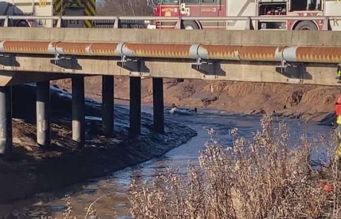 Their car ends up in a creek in Moncton, two men die