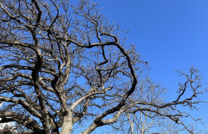 What will the weather be like for the New Year in Toulouse and Occitanie, according to Météo France?