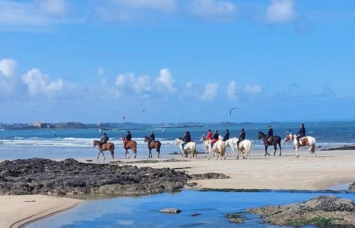 a galloping horse collapses on the beach, the rider injured in the fall