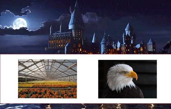 you’re the biggest Harry Potter fan if you find the 10 words hidden behind these puzzles