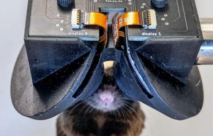 Scientists invent the virtual reality headset for mice