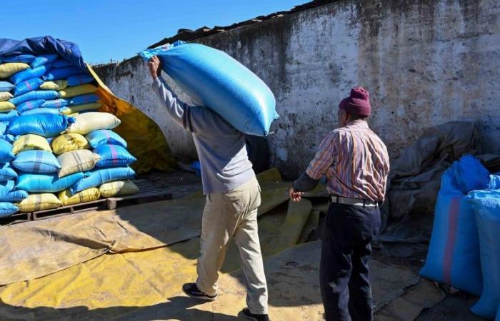 Morocco is counting on decisive rains for cereal crops in early 2025