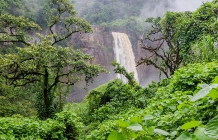 Gabon: political will, a key factor in the success of the implementation of green taxation | Gabonmediatime.com