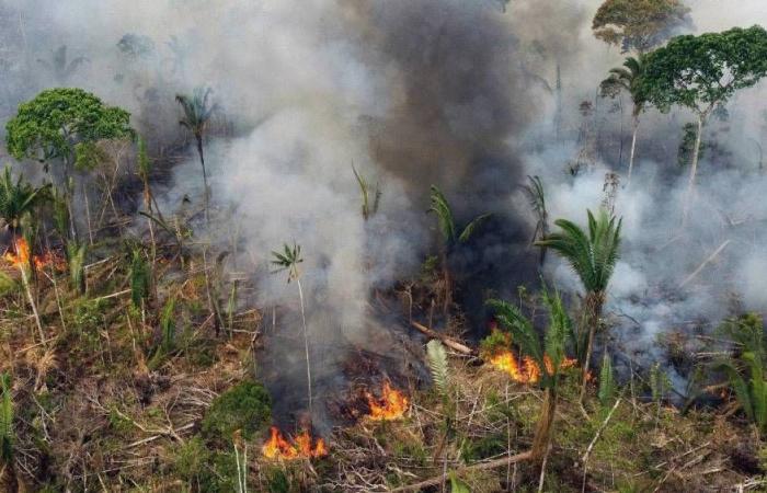 The Brazilian Amazon will experience a record number of fires in 17 years in 2024