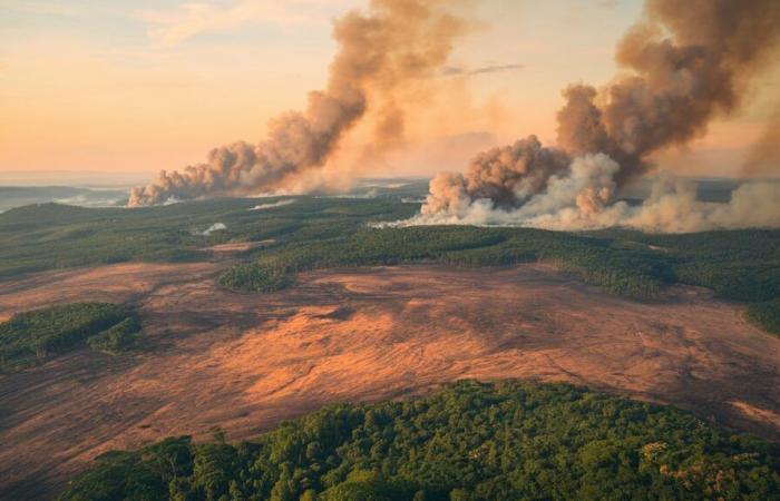 The Brazilian Amazon Hit by Record Fires in 2024