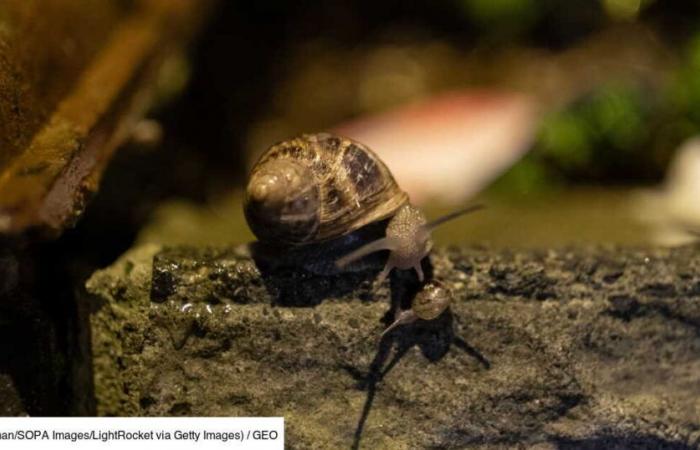 More than 1,300 snails threatened with extinction reintroduced to an island near Madeira