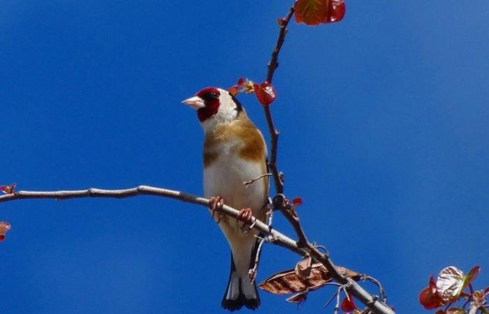 European goldfinch, the songbird most threatened by poaching in Morocco