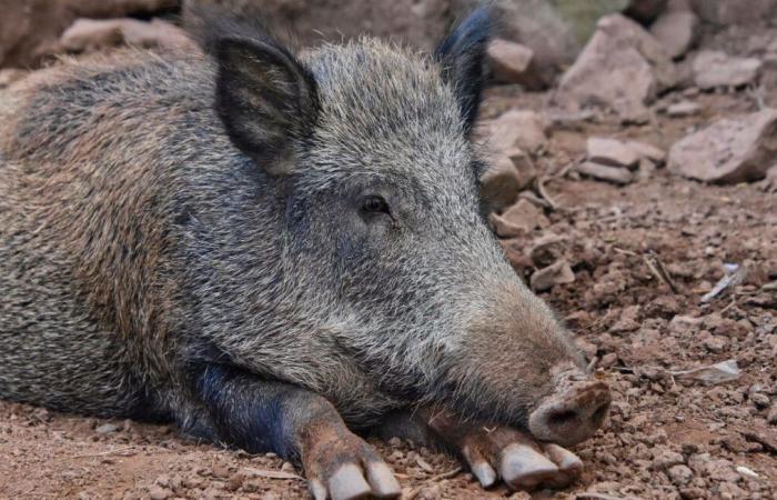 A white march to save Rillette, the wild boar threatened with euthanasia