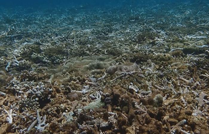 VIDEO. “What was already weakened has been crushed”, cyclone Chido also damaged the coral reef in Mayotte