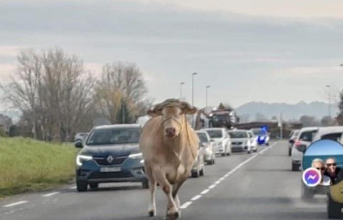 Cow on the ring road, “s*** me the leek”, cocaine in the cell… The unusual facts of 2024