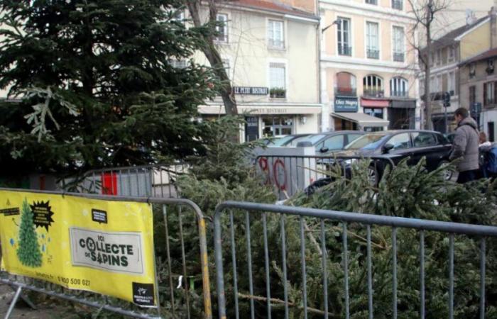 Environment. Where to recycle your Christmas tree? The Grenoble Metropolis makes the process easier