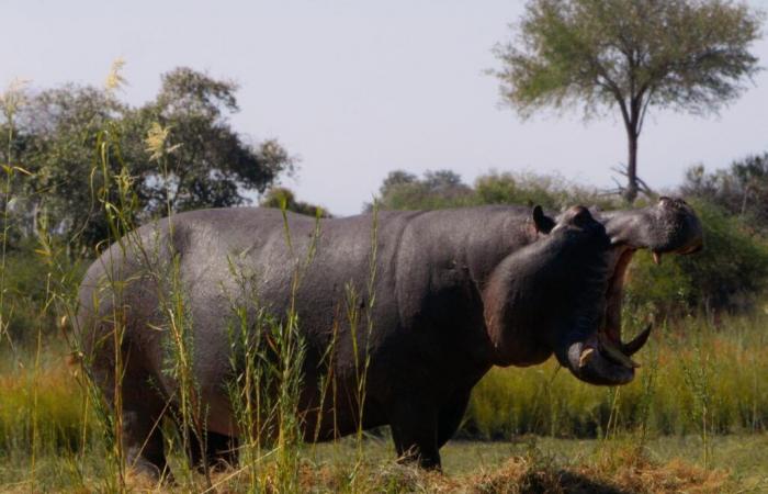 With “Pepe”, Nelson Carlo de Los Santos Arias creates a postcolonial fable about Pablo Escobar’s hippopotamus